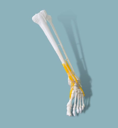 Anatomisches Modell / Fuß - 02-11-01 - ADDIDREAM - Knöchel / für orthopädische Chirurgie / Ausbildung