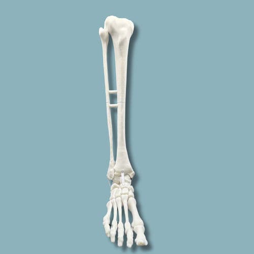 Anatomisches Modell / Fuß - 02-09-02 - ADDIDREAM - Knöchel / für orthopädische Chirurgie / Ausbildung