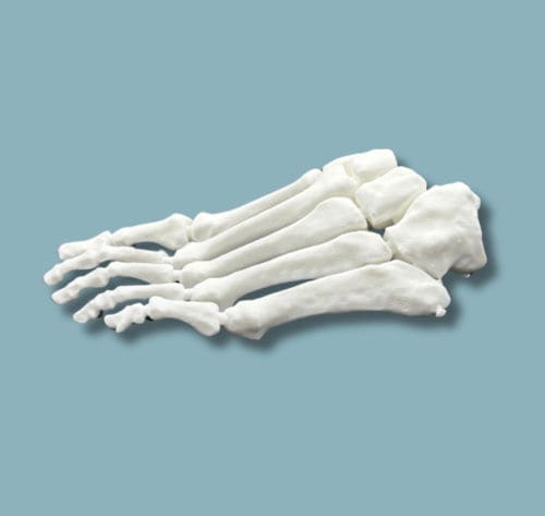 Anatomisches Modell / Fuß - 01-01-02 - ADDIDREAM - Chirurgie / Ausbildung / Kunststoff