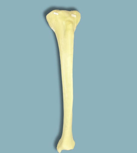 Anatomisches Modell / Tibia - 03-11-01 - ADDIDREAM - Chirurgie / Ausbildung / Traumazustände