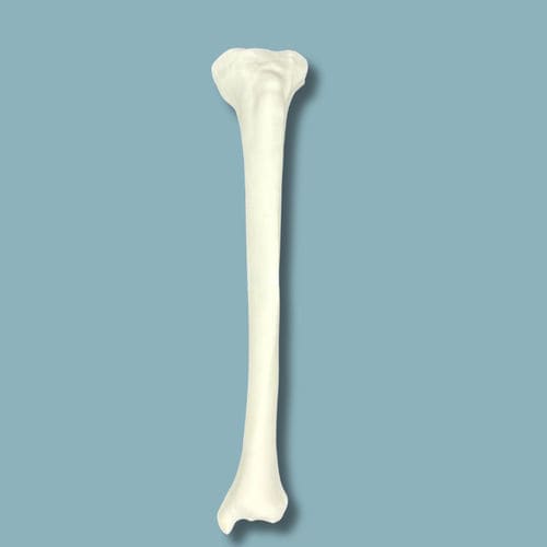 Anatomisches Modell / Tibia - 03-02-01 - ADDIDREAM - Chirurgie / Ausbildung / Kunststoff