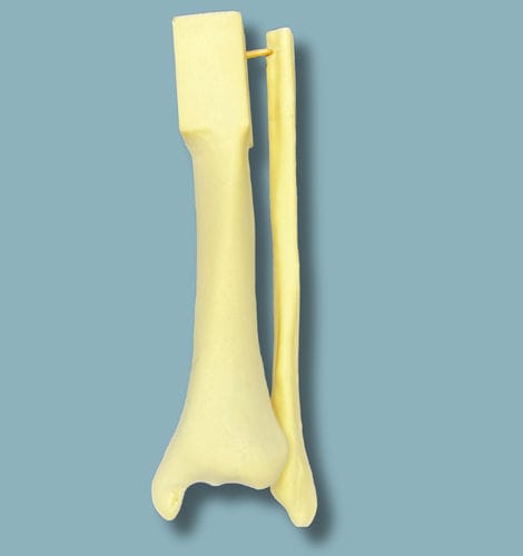 Anatomisches Modell / Tibia - 03-20-01 - ADDIDREAM - Fibula / Chirurgie / Ausbildung