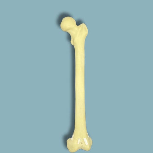 Anatomisches Modell / Oberschenkelknochen - 05-06-02 - ADDIDREAM - Ausbildung / Schaumstoff / gelb