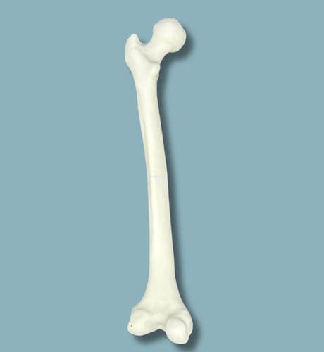 Anatomisches Modell / Oberschenkelknochen - 05-02-01 - ADDIDREAM - Chirurgie / Ausbildung / Traumazustände