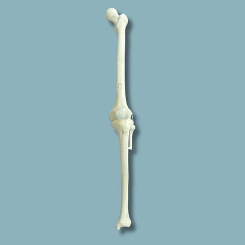Anatomisches Modell / Knie - 04-12-01 - ADDIDREAM - Chirurgie / Ausbildung / Kunststoff