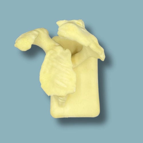 Anatomisches Modell / Schulterblatt - 17-04-01 - ADDIDREAM - Chirurgie / Ausbildung / Schaumstoff