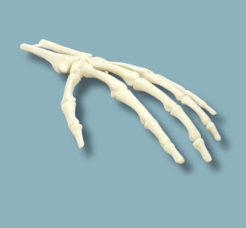 Anatomisches Modell / Hand - 12-03-01 - ADDIDREAM - Handgelenk / Chirurgie / Ausbildung
