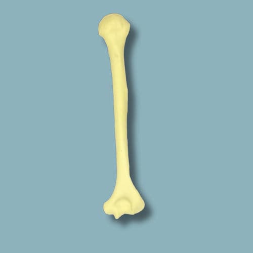 Anatomisches Modell / Humerus - 15-03-01 - ADDIDREAM - Chirurgie / Ausbildung / Traumazustände