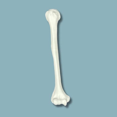 Anatomisches Modell / Humerus - 15-02-02 - ADDIDREAM - Chirurgie / Ausbildung / Kunststoff