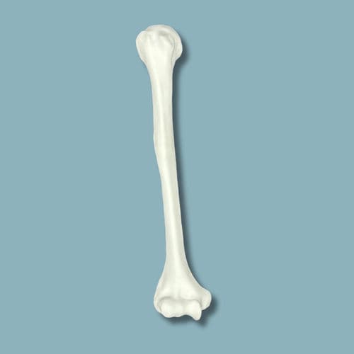 Anatomisches Modell / Humerus - 15-01-02 - ADDIDREAM - Chirurgie / Ausbildung / Kunststoff