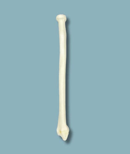 Anatomisches Modell / Radius - 13-01-01 - ADDIDREAM - Chirurgie / Ausbildung / Kunststoff