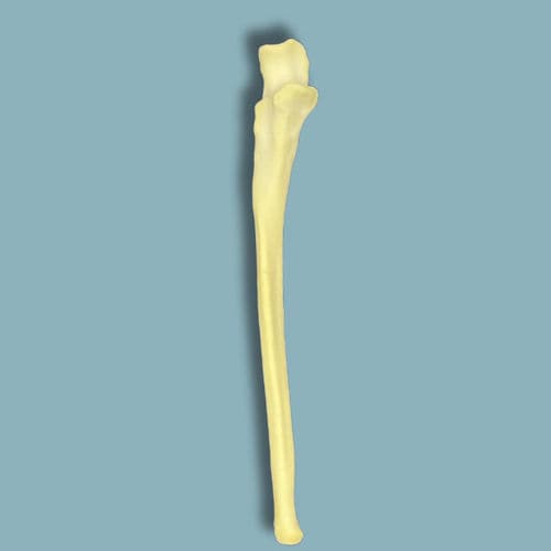 Anatomisches Modell / für Ulna - 22-02-01 - ADDIDREAM - Chirurgie / Ausbildung / Schaumstoff