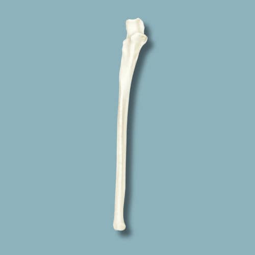 Anatomisches Modell / für Ulna - 22-01-01 - ADDIDREAM - Chirurgie / Ausbildung / Kunststoff