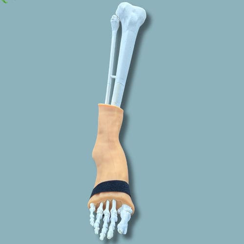 Anatomisches Modell / Haut - 02-02-01 - ADDIDREAM - Fuß / Knöchel / für orthopädische Chirurgie