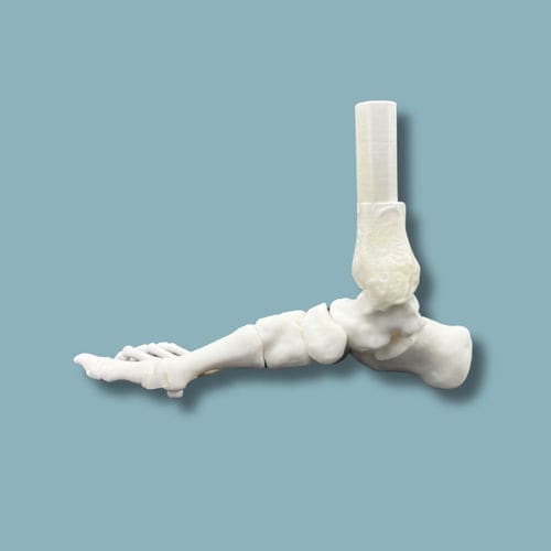 Anatomisches Modell / Fuß - 02-31-01 - ADDIDREAM - für orthopädische Chirurgie / Ausbildung / Kunststoff