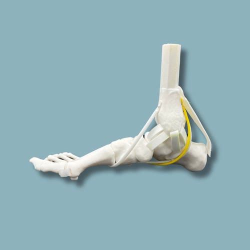Anatomisches Modell / Fuß - 02-07-02 - ADDIDREAM - für orthopädische Chirurgie / Ausbildung / Kunststoff