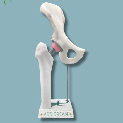 Hüfte anatomisches Modell - 07-AA-01 - ADDIDREAM - Hemi-Pelvis / Oberschenkelknochen / für Vorführzwecke
