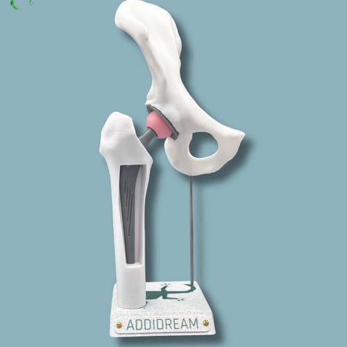 Hüfte anatomisches Modell - 07-AB-01 - ADDIDREAM - Hemi-Pelvis / Oberschenkelknochen / für Vorführzwecke
