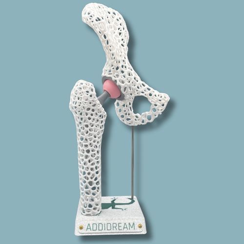 Hüfte anatomisches Modell - 07-AD-01 - ADDIDREAM - Hemi-Pelvis / Oberschenkelknochen / für Vorführzwecke