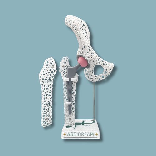 Hüfte anatomisches Modell - 07-AF-01 - ADDIDREAM - Hemi-Pelvis / Oberschenkelknochen / für Vorführzwecke