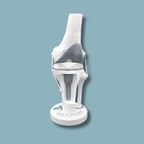 Anatomisches Modell / Knie - 04-AB-01 - ADDIDREAM - Tibia / Oberschenkelknochen / für Vorführzwecke