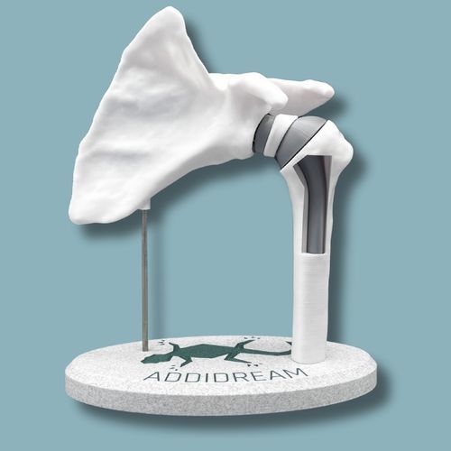 Anatomisches Modell / Schulter - 17-AB-01 - ADDIDREAM - Humerus / für Vorführzwecke / Kunststoff