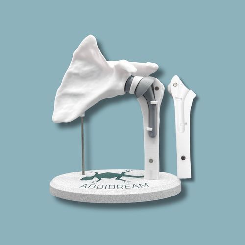 Anatomisches Modell / Schulter - 17-AC-01 - ADDIDREAM - Humerus / für Vorführzwecke / Kunststoff