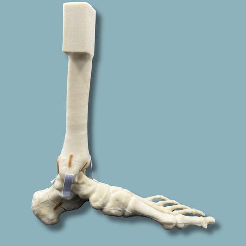 Anatomisches Modell / Fuß - 02-22-02 - ADDIDREAM - Knöchel / für orthopädische Chirurgie / Ausbildung