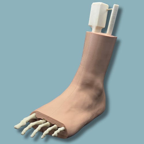 Haut anatomisches Modell - 02-29-02 - ADDIDREAM - Fuß / Knöchel / für orthopädische Chirurgie
