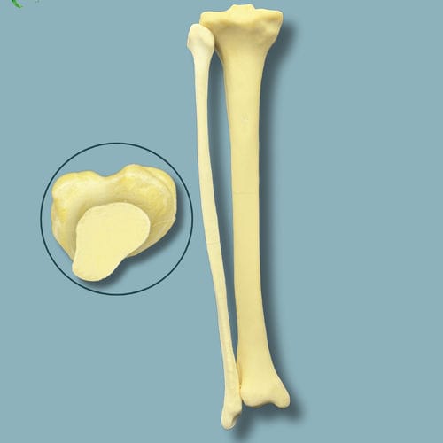 Anatomisches Modell / Tibia - 03-08-01 - ADDIDREAM - Fibula / Chirurgie / Ausbildung