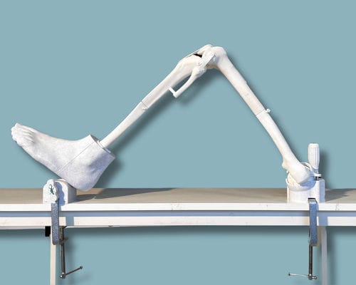 Anatomisches Modell / Knie - 04-25-01 - ADDIDREAM - Fuß / für orthopädische Chirurgie / Ausbildung