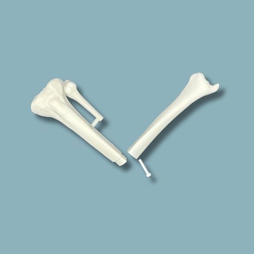 Anatomisches Modell / Tibia - 03-12-02 - ADDIDREAM - Chirurgie / Ausbildung / Kunststoff
