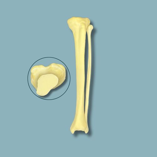 Anatomisches Modell / Tibia - 03-08-01 - ADDIDREAM - Fibula / Chirurgie / Ausbildung