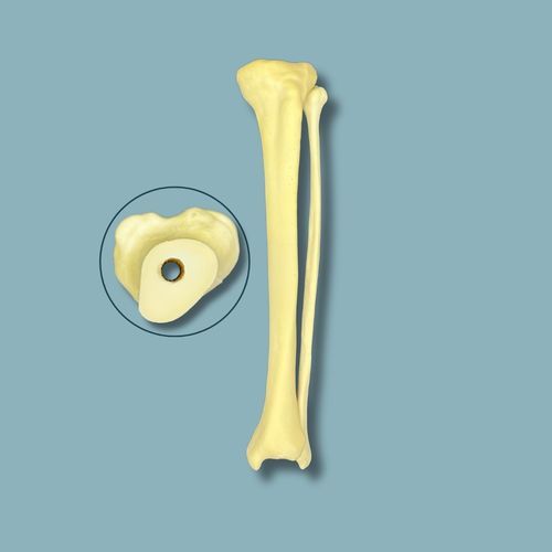 Anatomisches Modell / Knochen - 03-22-02 - ADDIDREAM - Tibia / Chirurgie / Ausbildung