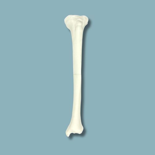 Anatomisches Modell / Tibia - 03-01-01 - ADDIDREAM - Ausbildung / Kunststoff / weiß