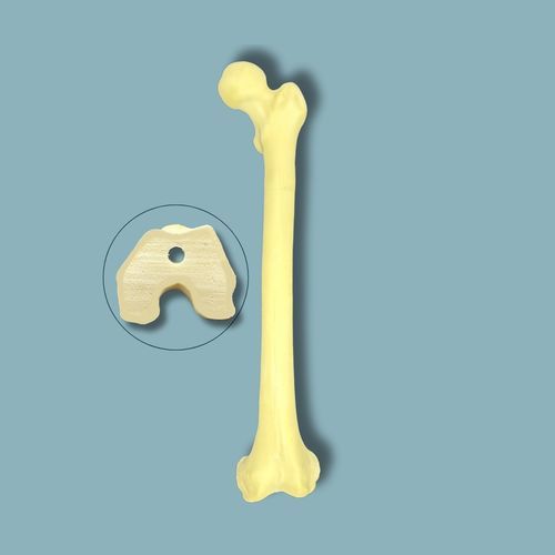 Anatomisches Modell / Oberschenkelknochen - 05-05-02 - ADDIDREAM - Chirurgie / Ausbildung / Schaumstoff