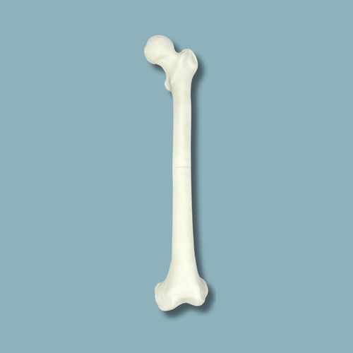 Anatomisches Modell / Oberschenkelknochen - 05-02-02 - ADDIDREAM - Chirurgie / Ausbildung / Kunststoff