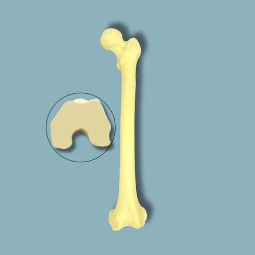 Anatomisches Modell / Oberschenkelknochen - 05-03-02 - ADDIDREAM - Chirurgie / Ausbildung / Schaumstoff