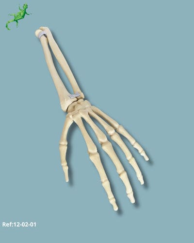 Anatomisches Modell / Knochen - 12-02-01 - ADDIDREAM - Handgelenk / Chirurgie / Ausbildung