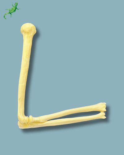 Anatomisches Modell / Ellbogen - 14-02-02 - ADDIDREAM - Chirurgie / Ausbildung / Schaumstoff