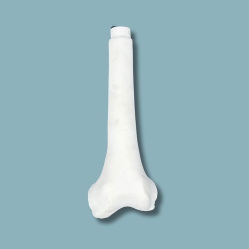 Anatomisches Modell / Oberschenkelknochen - 05-09-02 - ADDIDREAM - Chirurgie / Ausbildung / Kunststoff
