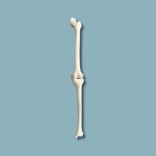 Anatomisches Modell / Knie - 04-02-02 - ADDIDREAM - Chirurgie / Ausbildung / Kunststoff