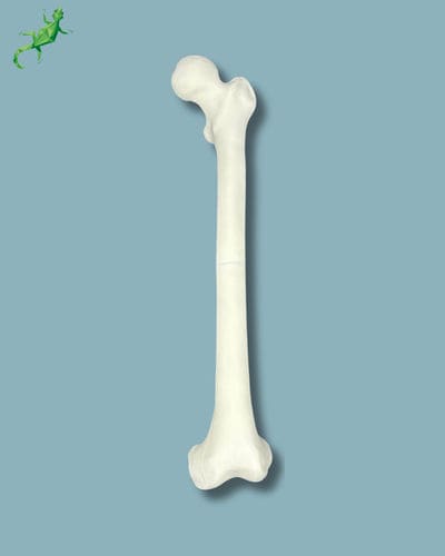 Anatomisches Modell / Oberschenkelknochen - 05-01-01 - ADDIDREAM - Ausbildung / Kunststoff / weiß
