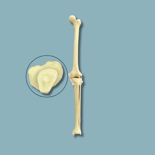 Anatomisches Modell / Knie - 04-27-02 - ADDIDREAM - Knochen / Chirurgie / Ausbildung