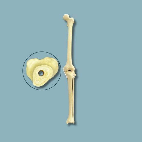Anatomisches Modell / Knie - 04-29-02 - ADDIDREAM - Knochen / Chirurgie / Ausbildung