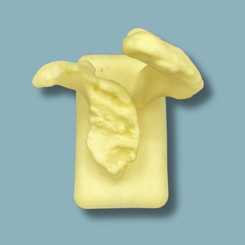 Anatomisches Modell / Schulterblatt - 17-05-01 - ADDIDREAM - Chirurgie / Ausbildung / Schaumstoff