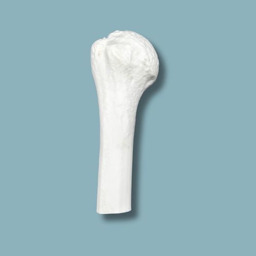 Anatomisches Modell / Knochen - 16-06-02 - ADDIDREAM - Humerus / Chirurgie / für Schultergelenk-Arthroskopie