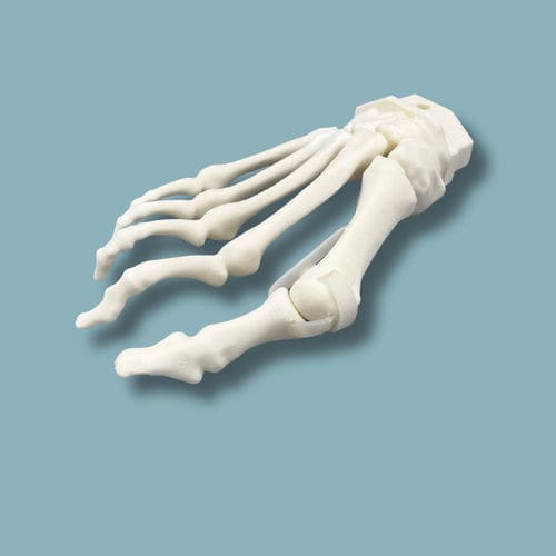 Anatomisches Modell / Fuß - 01-15-02 - ADDIDREAM - für minimalinvasive Chirurgie / für orthopädische Chirurgie / Ausbildung