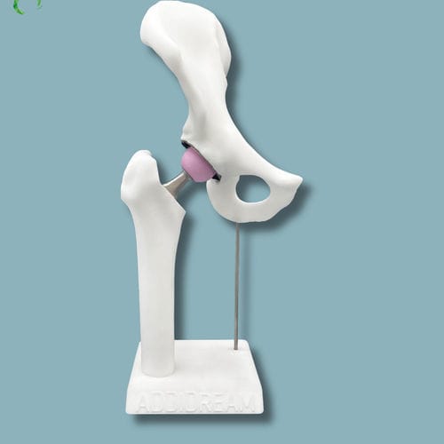 Hüfte anatomisches Modell - 07-AG-01 - ADDIDREAM - Kunststoff / weiß
