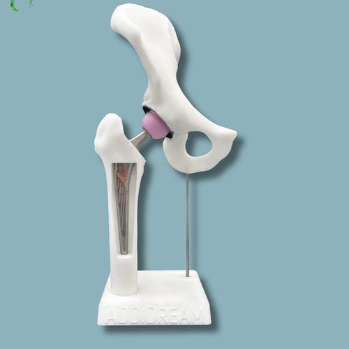 Anatomisches Modell / Becken - 07-AH-01 - ADDIDREAM - Oberschenkelknochen / Kunststoff / weiß